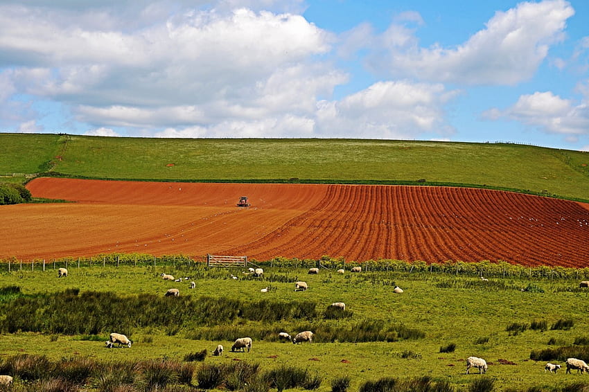 Ländliches Feld und Schafe, Natur, Ländlich, Felder, Schafe HD-Hintergrundbild