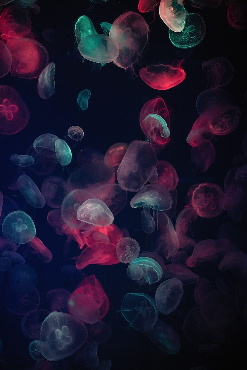 Jellyfish [] HD phone wallpaper