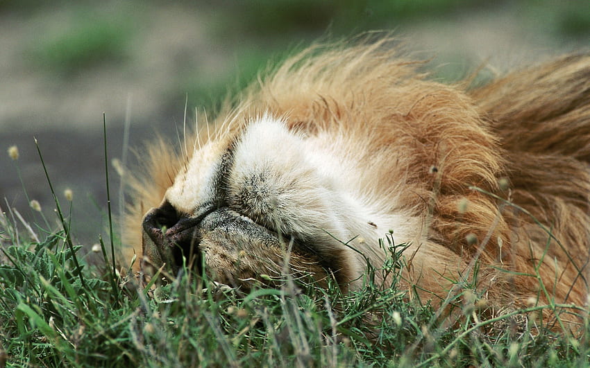 Animals, Grass, To Lie Down, Lie, Muzzle, Lion HD wallpaper