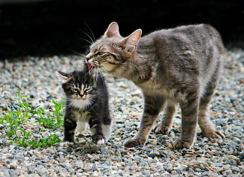 สัตว์ หิน แมว คิตตี้ ลูกแมว หินบด เศษหินหรืออิฐ วอลล์เปเปอร์ HD