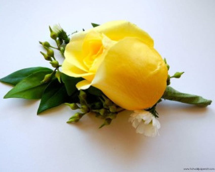 一輪の黄色いバラ、バラ、一輪の花、自然、花、黄色いバラ 高画質の壁紙