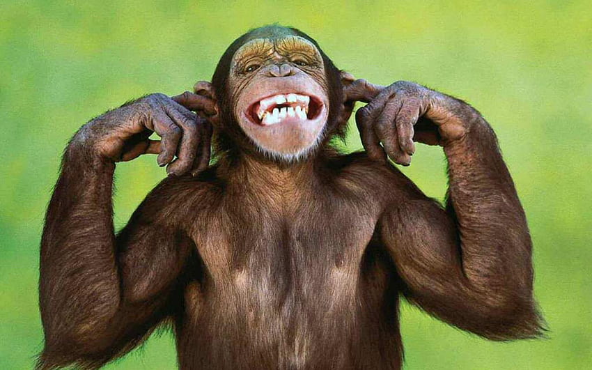 Zabawna małpa, prymas Tapeta HD