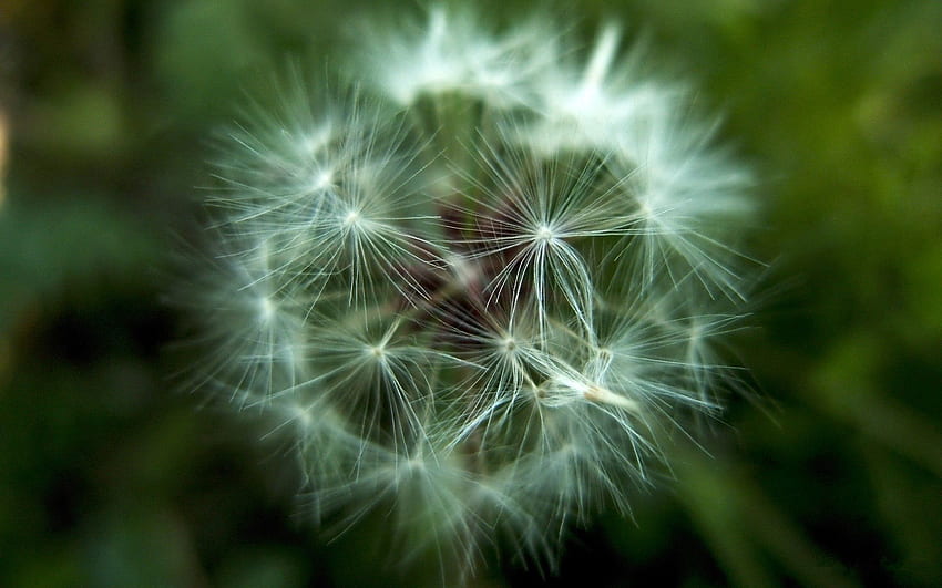 Blume, Makro, Löwenzahn, Flaum, Flaum, Samen, Samen HD-Hintergrundbild