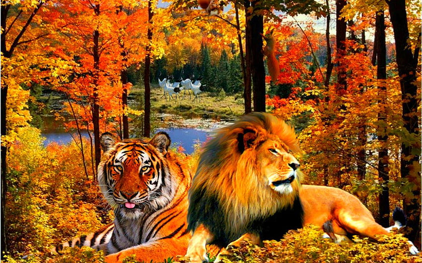 Lion And Tiger HD wallpaper | Pxfuel