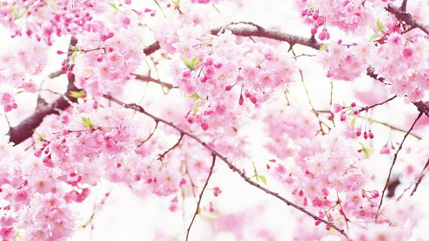 Cherry Blossom Streszczenie - w, Pink Cherry Blossom Tapeta HD