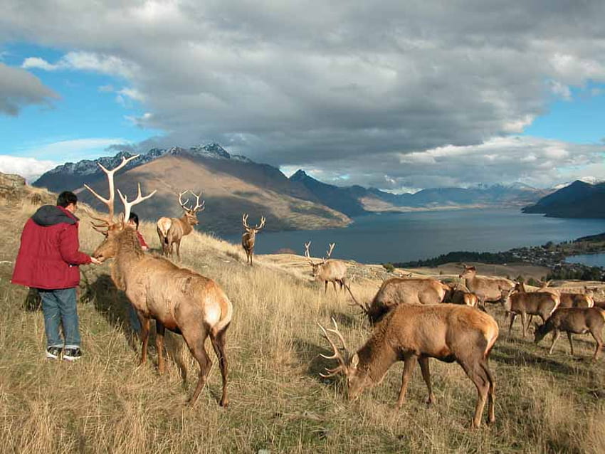 penggembalaan rusa merah, perbukitan, manusia memberi makan rusa, danau Wallpaper HD