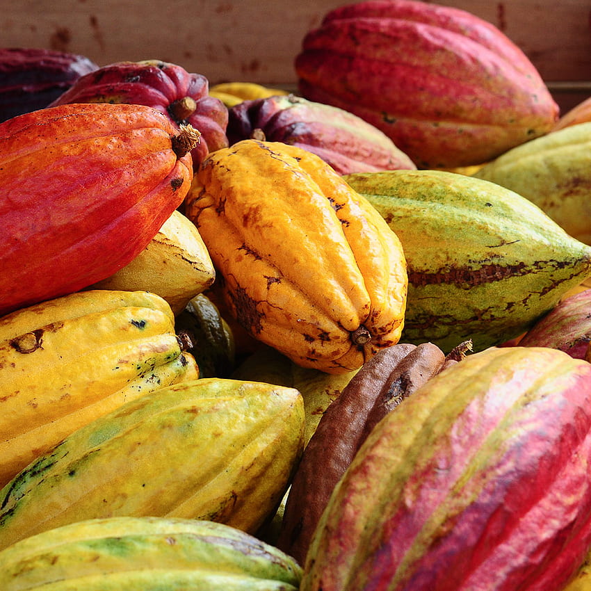 Chocorotica: por qué el cacao es el superalimento definitivo. Comida y vino fondo de pantalla del teléfono