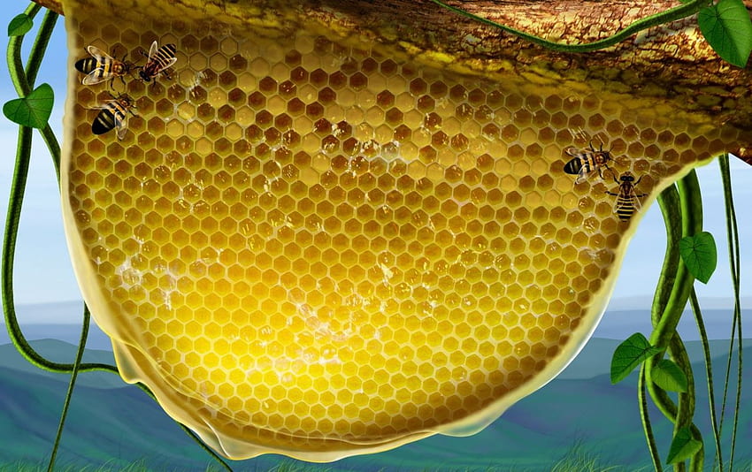 sarang lebah . Stok sarang lebah, Sarang Lebah Wallpaper HD
