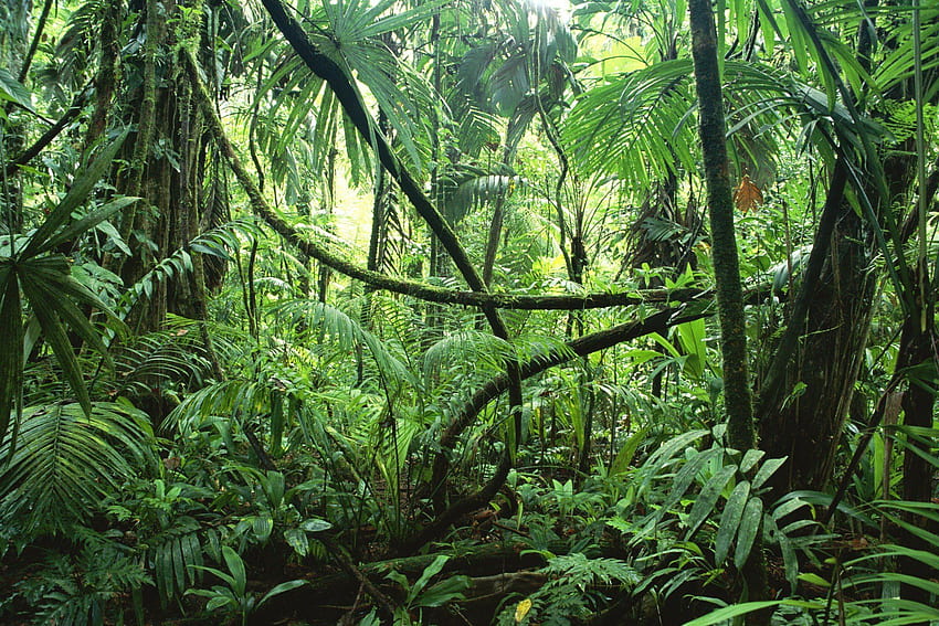 jungles, Ferns / and Mobile Background, Jungle Landscape HD wallpaper