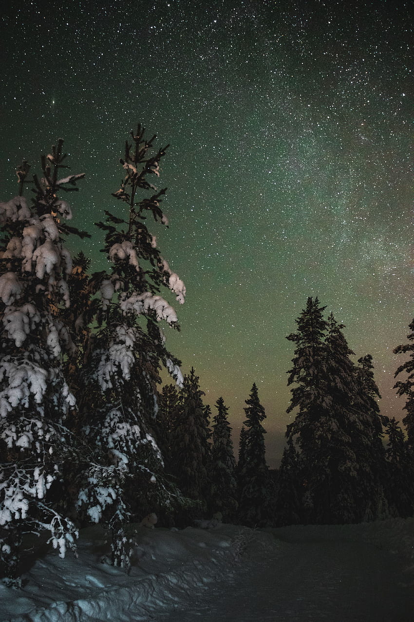 ฤดูหนาว ธรรมชาติ ต้นไม้ ดวงดาว กลางคืน หิมะ ท้องฟ้าเต็มไปด้วยดวงดาว วอลล์เปเปอร์โทรศัพท์ HD