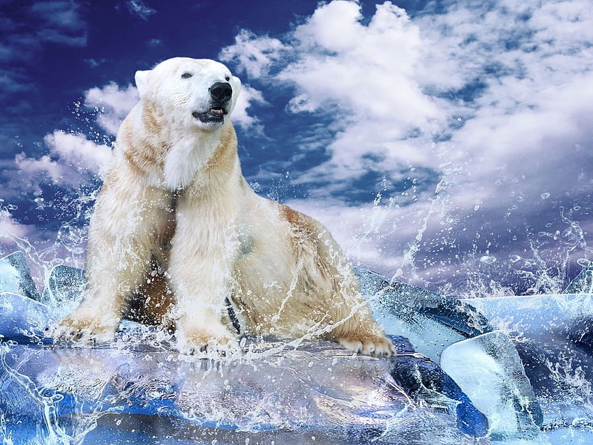 Angry Polar Bear 9360 [] for your , Mobile & Tablet. Explore Polar Bear . Baby Polar Bear , Christmas Polar Bear , Polar Bear, Cool Polar Bear HD wallpaper