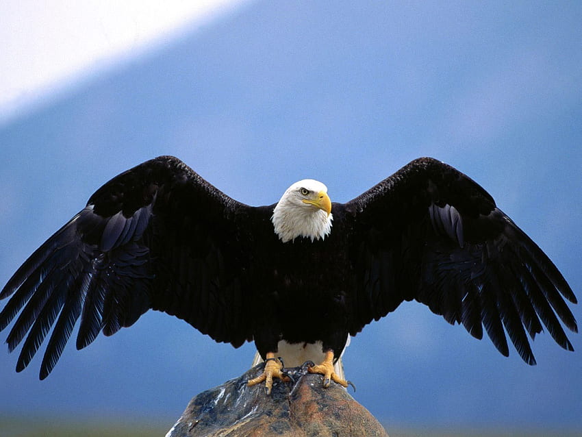Eagle Flying Jpg [] per il tuo cellulare e tablet. Esplora Flying Eagle. Aquila reale, Aquila calva, Philadelphia Eagles Sfondo HD