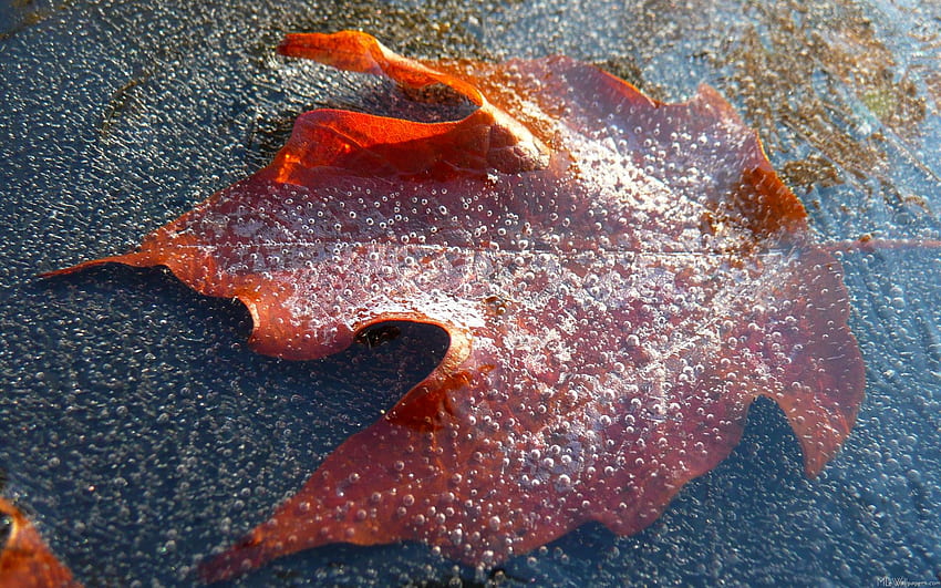 Daun Maple Merah Beku, Musim Gugur Musim Dingin Wallpaper HD