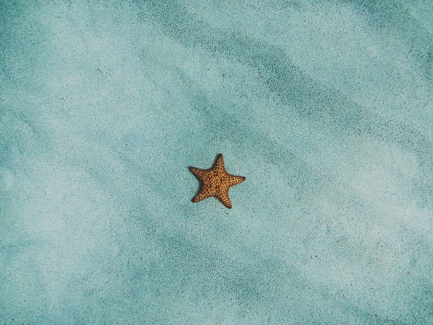 Sand, Starfish, Minimalism, Surface HD wallpaper
