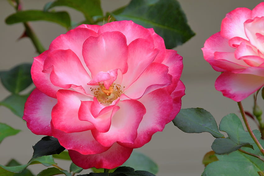 Roses, rose, trandafir, pink, flower HD wallpaper