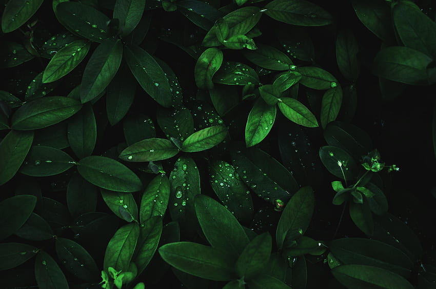 Leaves, Drops, Plant, Macro, Dark, Moisture, Dew HD wallpaper