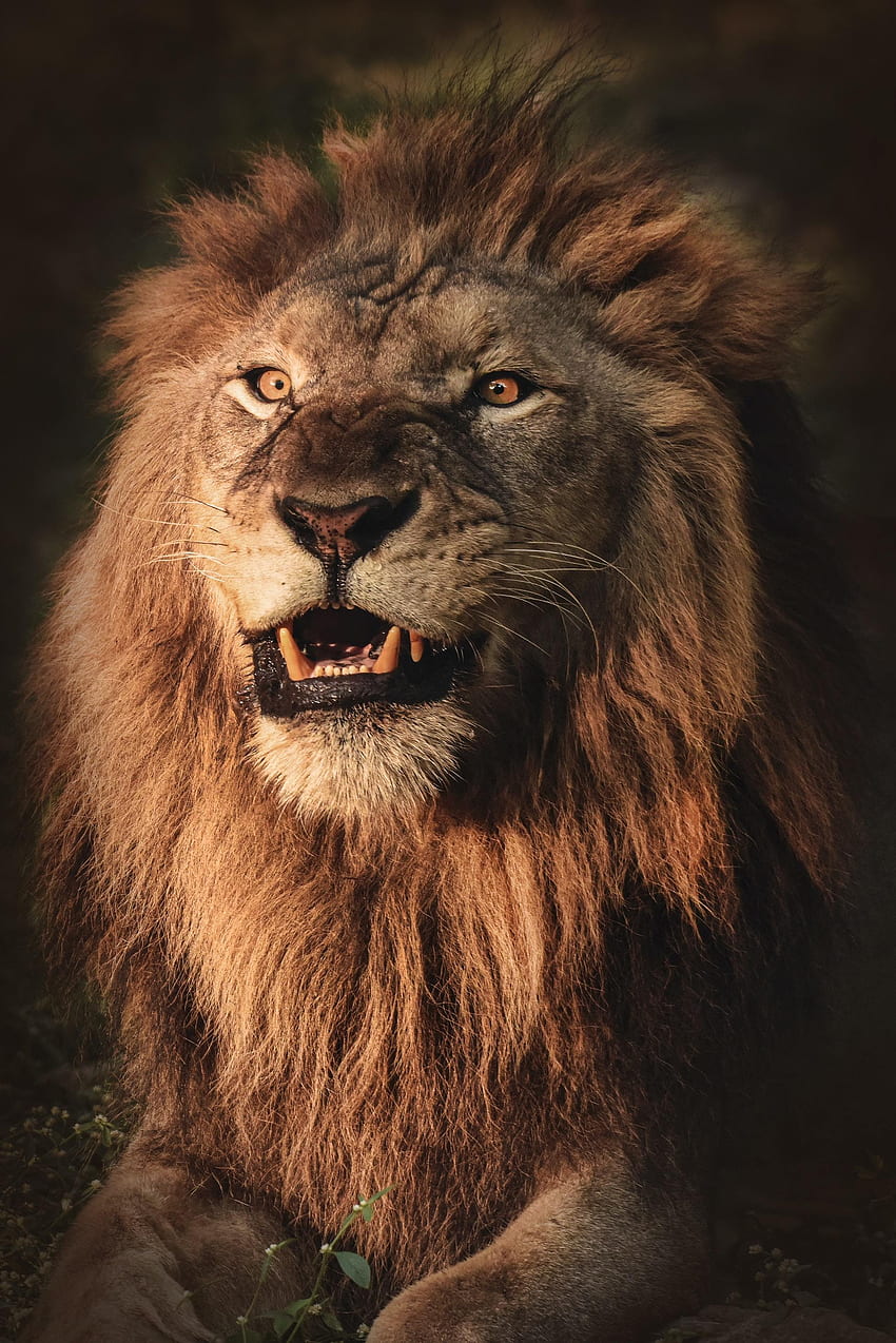 動物, 侵略, ニヤリと笑う, ライオン, プレデター, 動物 HD電話の壁紙