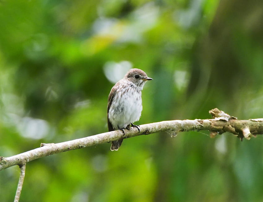 Cute, small bird, blur, sit HD wallpaper