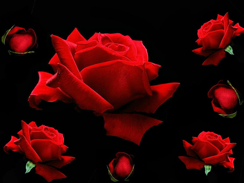 赤いバラ、バラ、花、自然、コラージュ、美しさ 高画質の壁紙