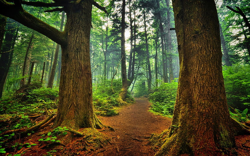 Caminho Secreto, grafia, caminho, florestas, troncos de árvores, segredo, marrom, verde, árvores, natureza papel de parede HD