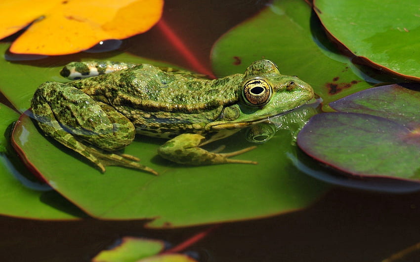 Animals, Water, Leaves, Swamp, Frog HD wallpaper