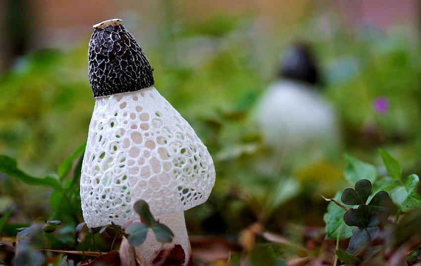 Laced mushroom, white, black, nature, lace, grass, mushroom HD wallpaper