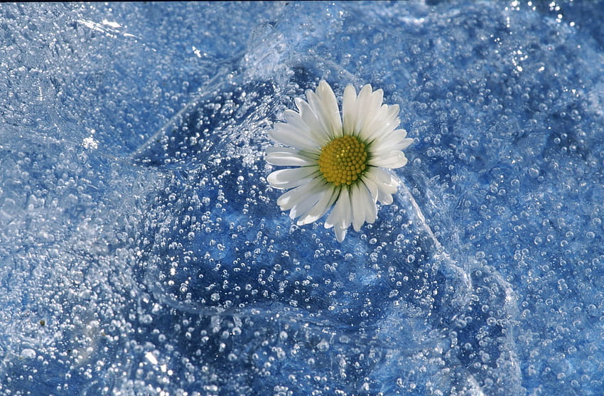 Bunga putih di bawah es Wallpaper HD