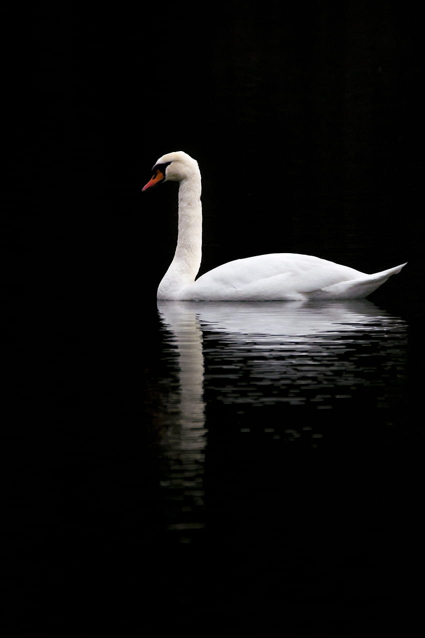 Animals, Lake, Reflection, Bird, Swan, Contrast HD phone wallpaper