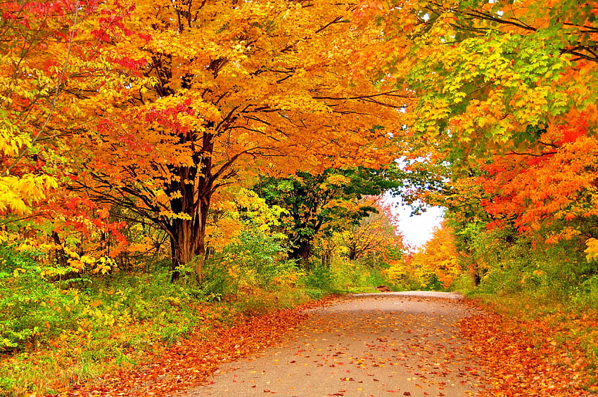 가을 가을, 폭포, 통로, 매혹적인 자연, 풍경, 계절, 잎, 나무, 가을, 도로, 자연, 화려함, 숲 HD 월페이퍼