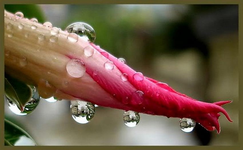 raindrops, pink, bud, flower HD wallpaper
