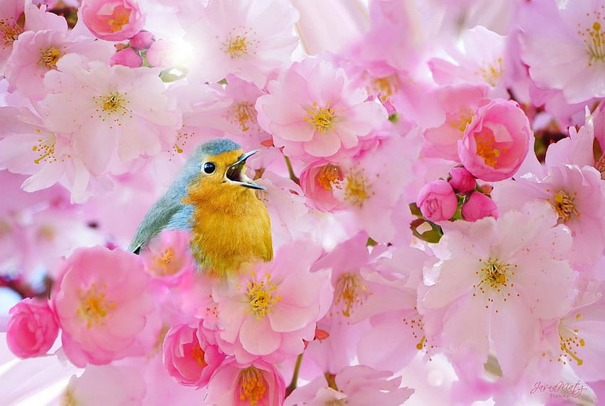 Птици: Цъфтеж Череша Пролет Красива песен Цветя Птица Розово, Черешов цвят Реколта HD тапет