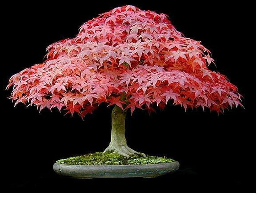 Tree Japanese Leaves Bonsai Elm Red Small HD wallpaper