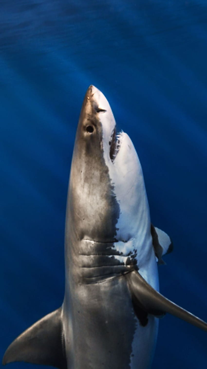 Żarłacz biały iPhone tło, czarno-biały rekin Tapeta na telefon HD