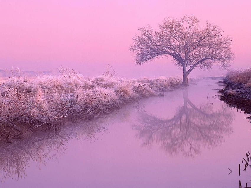 Pink Nature, Pink and Purple Nature HD wallpaper | Pxfuel