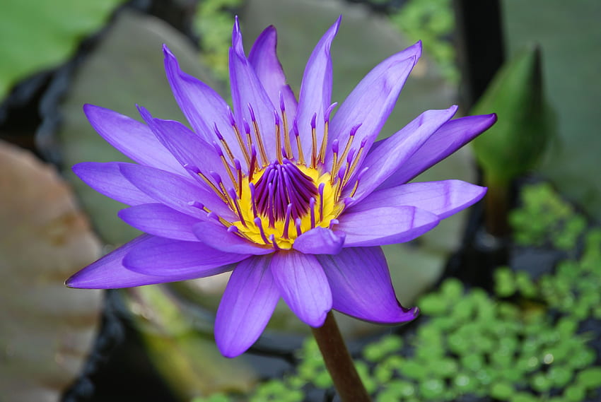 Purple and Yellow Lotus Flower · Stock HD wallpaper