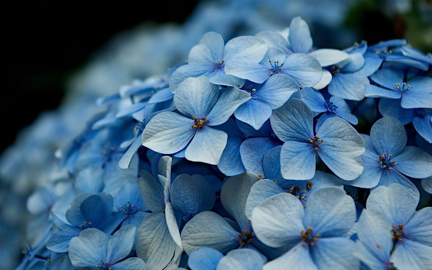 Hydrangea / Nature / , iPhone, iPad, Hydrangea Flower HD wallpaper