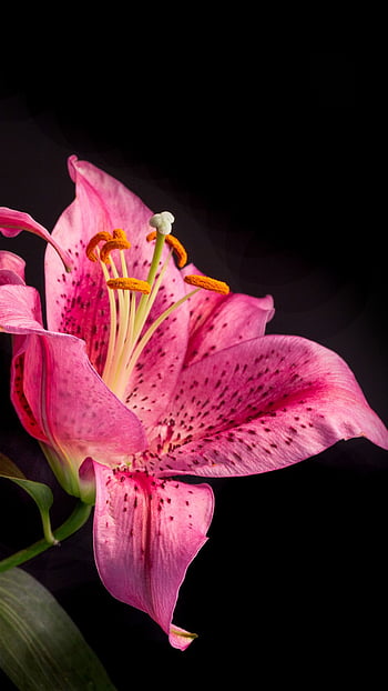 Lily 1080P, 2K, 4K, 5K HD wallpapers free download | Wallpaper Flare