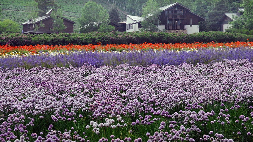 Japan Tag Page 5: Landscape Japan Hokkaido Tulip Fields, Japanese Countryside HD wallpaper