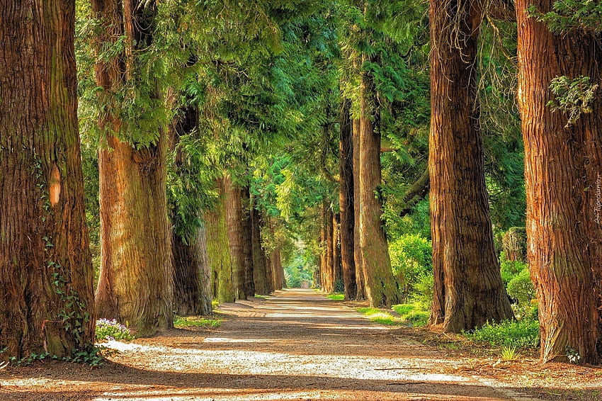 Strada fiancheggiata da alberi di sequoia. Sfondo HD