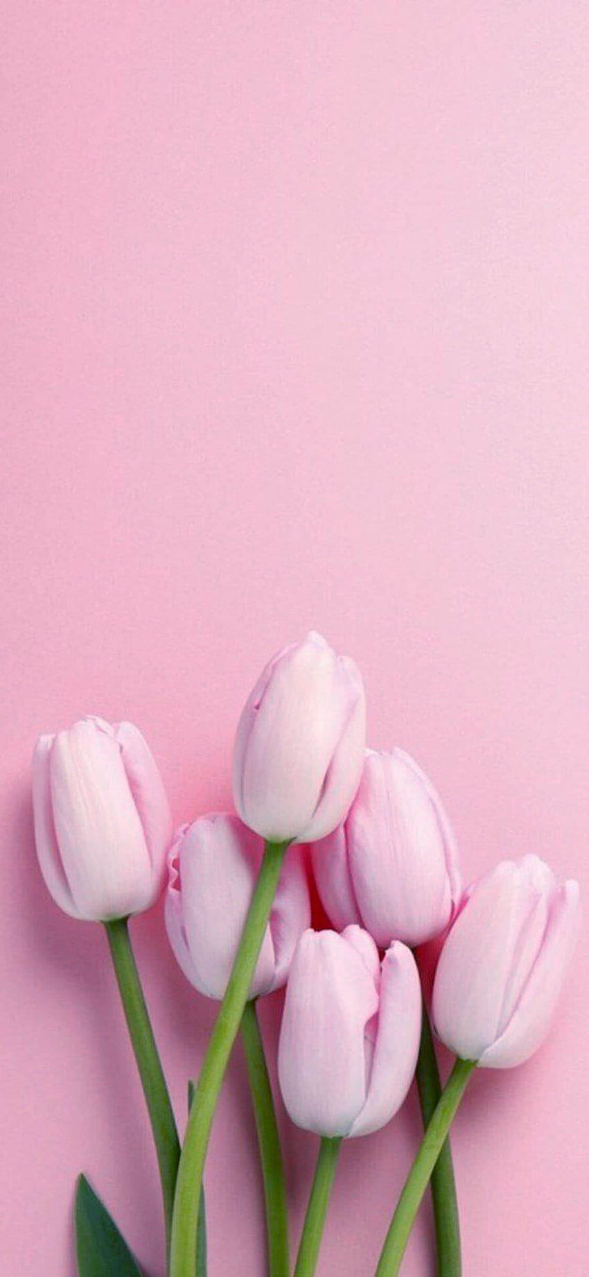 Pink flower iphone HD wallpapers | Pxfuel