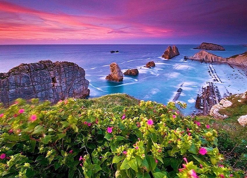 De la falaise, rose, plantes, ciel rose et bleu, fuschia, fleurs, falaise, rochers, océan Fond d'écran HD