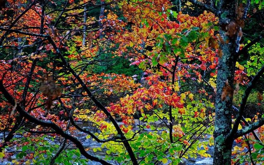 ЕСЕННИ ДЪРВЕТА, червено, дървета, есен, природа, гора HD тапет