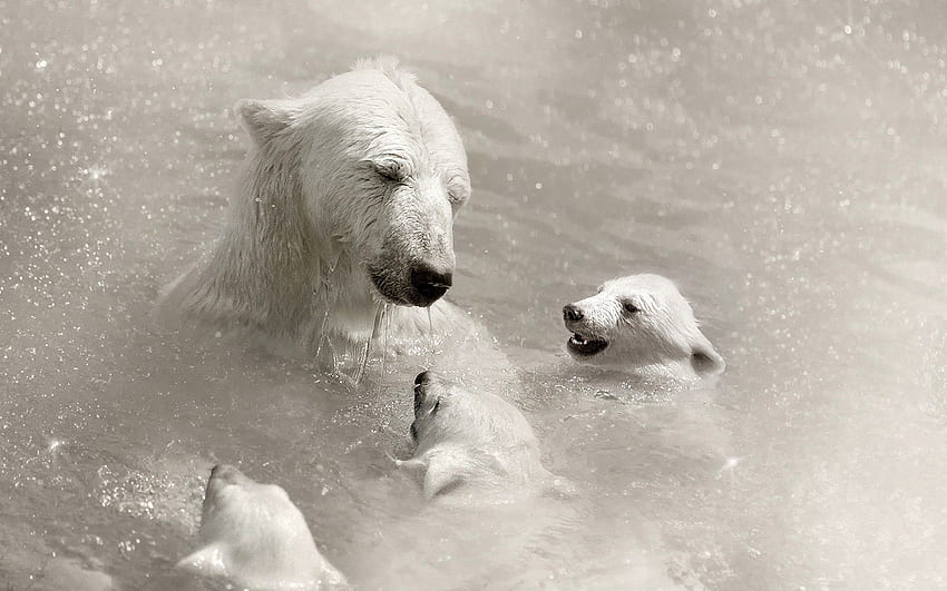 Животни, вода, млади, грижи, малки, бели мечки, къпане HD тапет