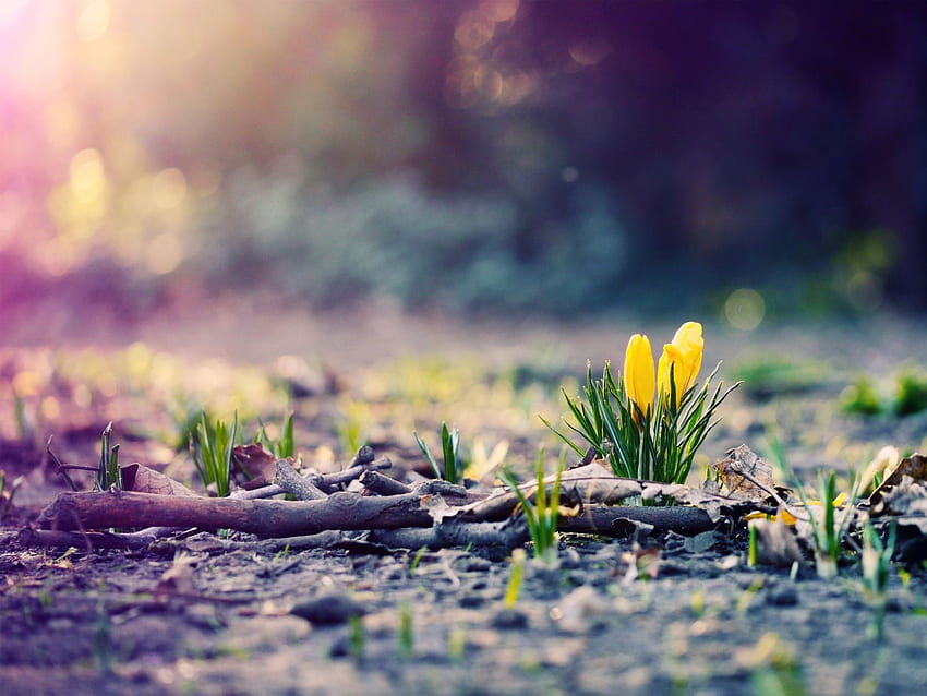 Природа Пролет с висока разделителна способност с ново растящо цвете [] за вашия мобилен телефон и таблет. Разгледайте Spring High Res. Високо качество, супер висока разделителна способност, мартенска природа HD тапет