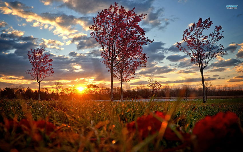 Autumn Sunset, trees, autumn, sun, sunsets HD wallpaper