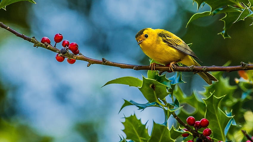 Small Yellow Bird Warblers HD wallpaper