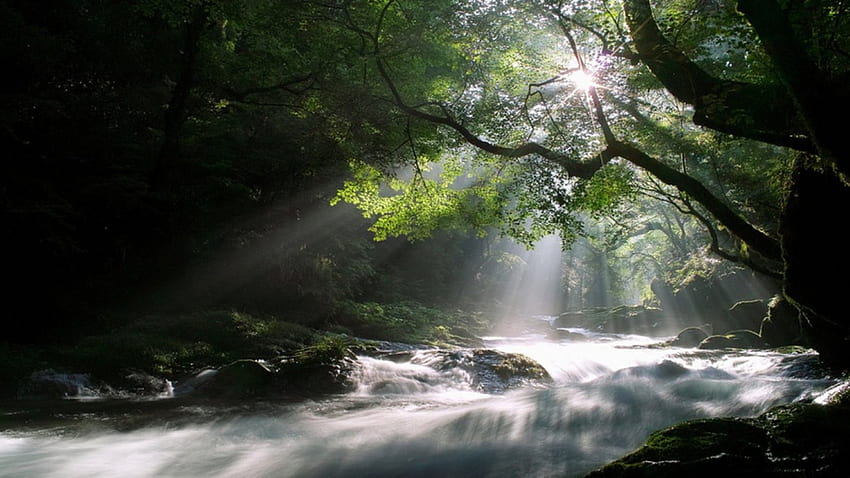 ธรรมชาติที่สวยงาม ต้นไม้ แม่น้ำ ธรรมชาติ ป่าไม้ วอลล์เปเปอร์ HD