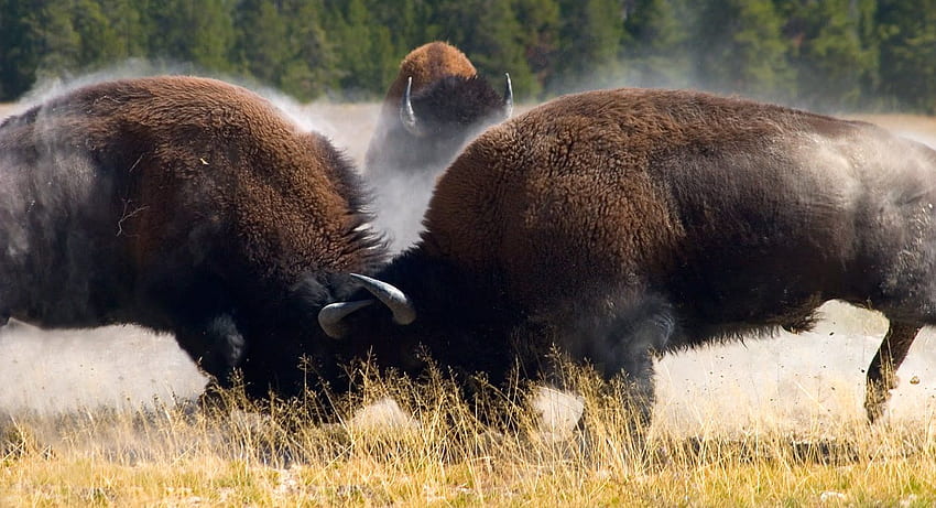 Amerikanischer Bison Nordamerikas ikonisches Tier - Wilde Tiere in freier Wildbahn, indianischer Bison HD-Hintergrundbild