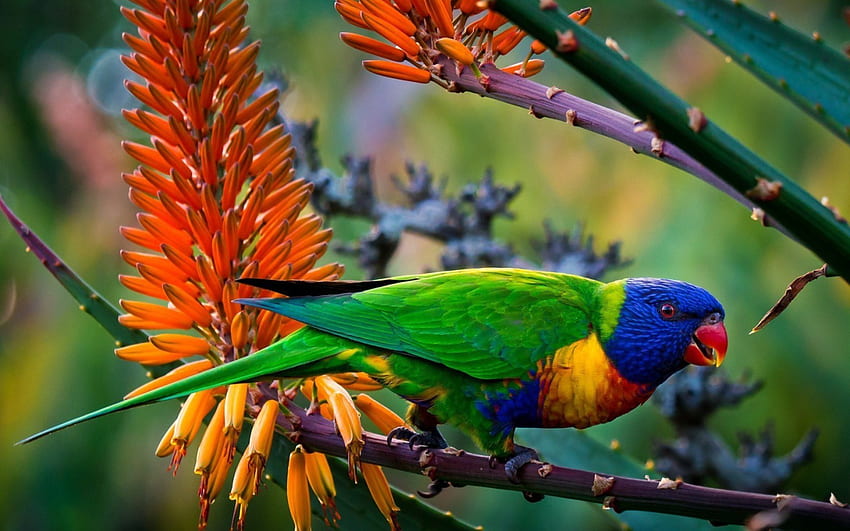 Wielobarwna papuga, zwierzę, wielobarwny, ptak, drzewa, kwiaty, papuga Tapeta HD