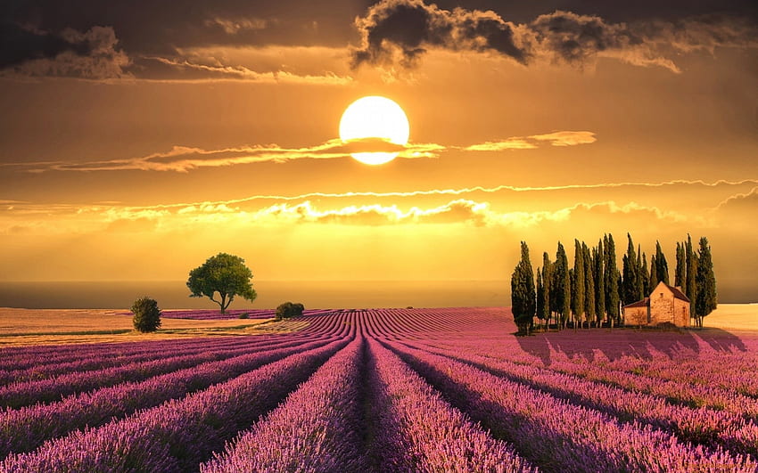 Залез над лавандуловото поле в Тоскана, Италия, поле, лавандула, облаци, дървета, небе, природа, Тоскана, залез HD тапет